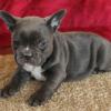 Puppies for sale Portugal, Faro French Bulldog