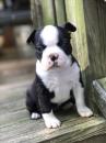 Продам щенка Latvia, Gulbene Boston Terrier