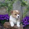 Puppies for sale Canada, Ontario, Toronto , welsh corgi, PEMBROKE