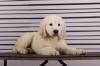 Puppies for sale Denmark, Odense Golden Retriever