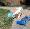 Puppies for sale Ireland, Cork King Charles Spaniel