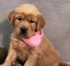 Puppies for sale Sweden, Norcheping Golden Retriever
