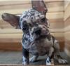 Puppies for sale United Kingdom, Manchester French Bulldog