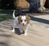 Puppies for sale Cyprus, Ayia Napa King Charles Spaniel