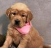 Puppies for sale Ireland, Dublin Golden Retriever