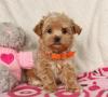 Puppies for sale Ireland, Cork Miniature Poodle