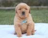 Puppies for sale Ireland, Dublin Golden Retriever