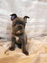 Puppies for sale Hungary, Debrecen French Bulldog