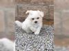 Puppies for sale United Kingdom, Chester Maltese