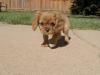 Puppies for sale Sweden, Goteborg King Charles Spaniel