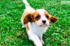 Puppies for sale United Kingdom, Belfast King Charles Spaniel