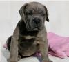 Puppies for sale Ireland, Wexford Other breed, Cane Corso