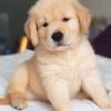 Puppies for sale Sweden, Stockholm Golden Retriever