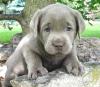 Puppies for sale Latvia, Balvi Labrador