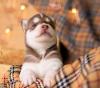 Puppies for sale Greece, Larissa Haski