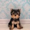 Puppies for sale United Kingdom, London Yorkshire Terrier