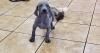 Puppies for sale United Kingdom, Glasgow Weimaraner