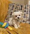 Puppies for sale Ireland, Dublin Maltese