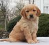 Puppies for sale Russia, Ekaterinburg Golden Retriever