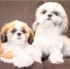 Puppies for sale Germany, Aihvald Shih Tzu