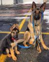 Puppies for sale Ireland, Cork German Shepherd Dog