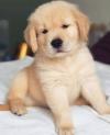 Puppies for sale Ireland, Donegal Golden Retriever