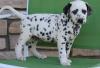 Puppies for sale Ireland, Cork Dalmatian
