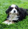 Puppies for sale Ireland, Cork Bernese Mountain Dog