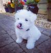 Puppies for sale Ireland, Kildare West Highland White Terrier