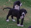 Puppies for sale Ireland, Dublin Other breed, Great Dane