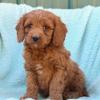 Puppies for sale Canada, Nova Scotia , COCKAPOO