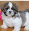 Puppies for sale Germany, Baden-Baden Shih Tzu