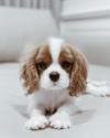 Puppies for sale Denmark, Kopenagen King Charles Spaniel