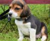 Puppies for sale Spain, Madrid Beagle