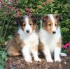 Puppies for sale Ireland, Dublin Sheltie (Shetland Sheepdog)