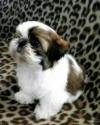 Puppies for sale Ireland, arklow Shih Tzu