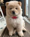 Puppies for sale Ireland, Dublin Chow Chow