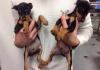 Puppies for sale Ireland, Dublin Miniature Pinscher