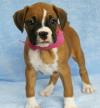 Puppies for sale Ireland, Dublin Boxer