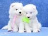 Puppies for sale Ireland, Dublin Samoyed dog (Samoyed)