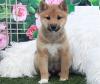 Puppies for sale Italy, Modena Other breed, Shiba Inu Puppies