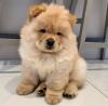 Puppies for sale Ireland, Cork Chow Chow