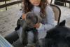 Puppies for sale Ireland, Cork Other breed, Cane Corso