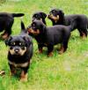 Puppies for sale Ireland, Dublin Rottweiler