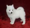 Puppies for sale Ireland, Cork Mixed breed, Pomsky