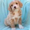 Puppies for sale Canada, Alberta, Edmonton , COCKAPOO