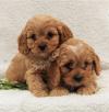 Продам щенка Germany, Oldenburg Other breed, Cavapoo Puppies