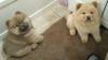 Puppies for sale Ireland, londonderry Chow Chow