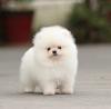 Puppies for sale Spain, Barcelona , Pomeranian 