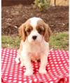 Puppies for sale Poland, Bedzin King Charles Spaniel